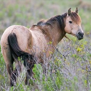 Meet your Posher, Maeve
